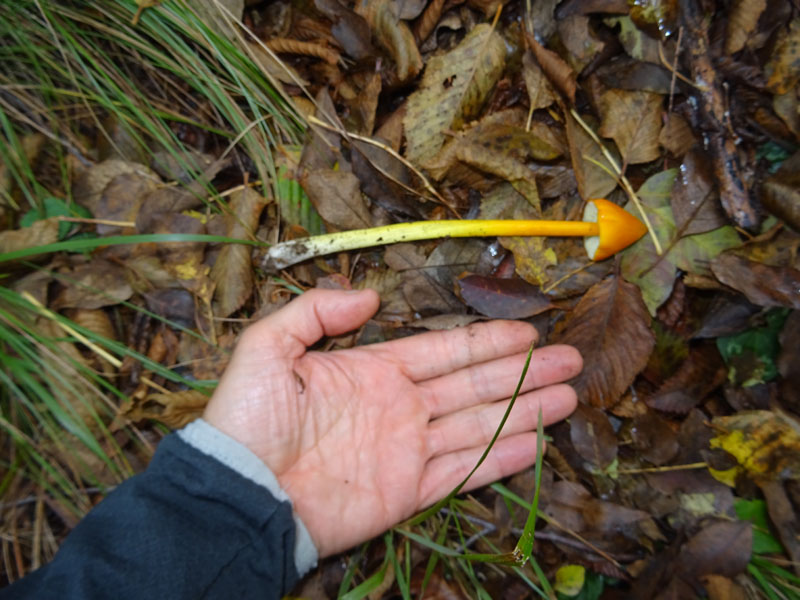 Hygrocybe konradii